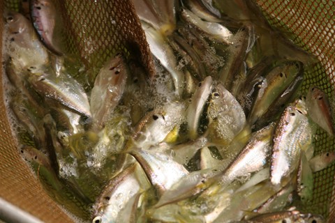 Threadfin Shad-Fish (1)
